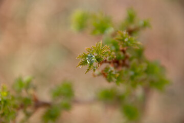 natural landscape in early spring young currant leaves and a drop of rain close up