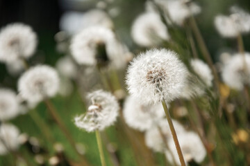 Close-up Dandelion with blur bokeh background photography