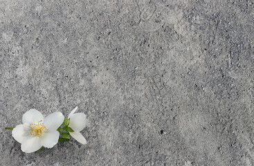 Fototapeta na wymiar beautiful spring jasmine close up on gray background