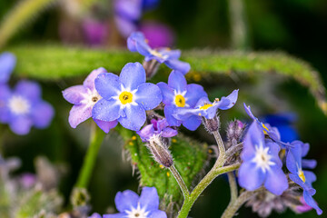 Spring flowers in the garden. Close up.