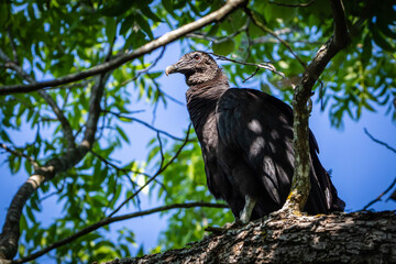 black vulture in a tree