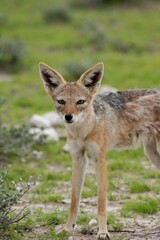 Front on portrait of Black-backed Jackal (Lupulella mesomelas) resting Etosha National Park, Namibia.