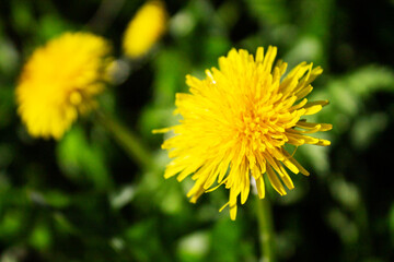 Spring sunny day. Dandelion close-up in the park.