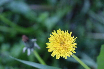 bee on dandelion