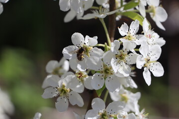 Fototapeta premium tree blossom