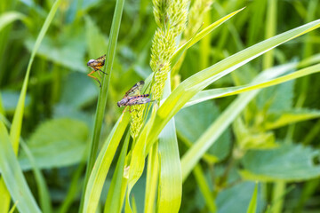 ladybird on a green leaf