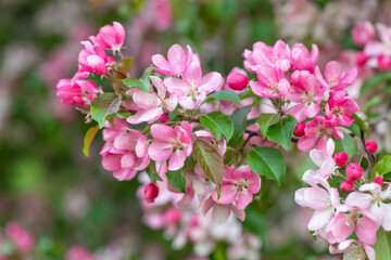 Spring floral background. The flowering apple tree is pink. Lush thick inflorescences and leaves. Variety shrub and tree