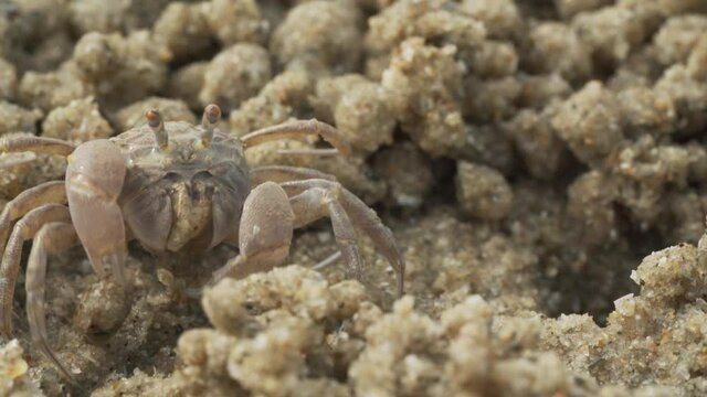 Macro of soldier crab makes balls of sand while eating. Soldier crab or Mictyris is small crabs eat humus and small animals found at the beach as food.