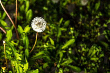 dandelion in the grass