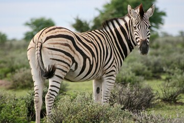 Fototapeta na wymiar Side on portrait of Burchell's Zebra (Equus quagga burchellii) looking back at camera Etosha National Park, Namibia.