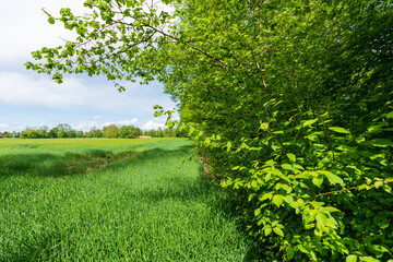 Agrarnutzfläche mit Bäumen und Sträuchern