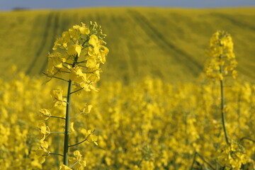 Obraz premium Rapeseed field, sunny day, cloudy sky.
