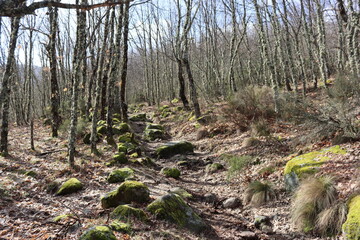 beautiful forest of trees rivers waterfalls water green moss moisture