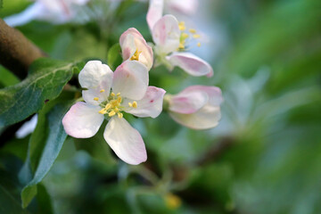 Apple blossom on a branch in spring garden. White pink flowers with leaves