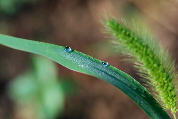 Two drops of dew