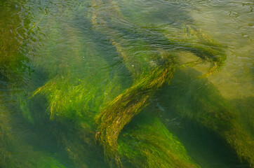 grass and water