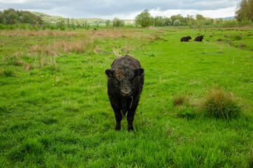 cow in the meadow