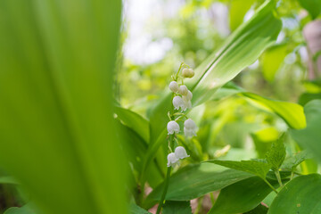 Maiglöckchen (Convallaria majalis)