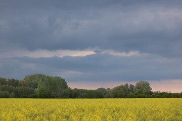 Rapeseed field, sunny day, cloudy sky.