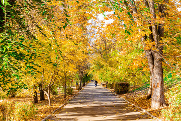 Fototapeta na wymiar City park near the embankment in the city of Saratov, Russia. Sunny autumn day. Yellow foliage on the trees. Golden Autumn