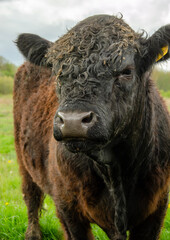 Fototapeta premium cow in the field