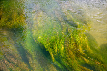 grass and water