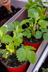 planting strawberries in pots, The concept of healthy food grown in your own home or garden