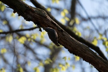 woodpecker bird on a tree branch