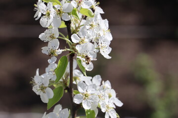 tree blossom