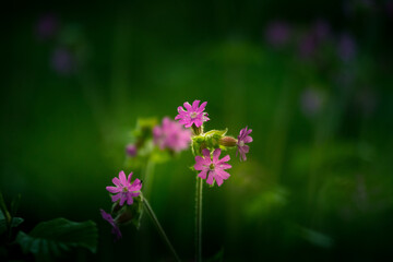 Beautiful purple wildflower blooming in the tall grass in meadow. Summer morning scenery of Northern Europe.