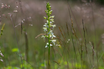 Platanthera bifolia white wild lesser butterfly-orchid flowers in bloom, beautiful meadow flowering orchids plants