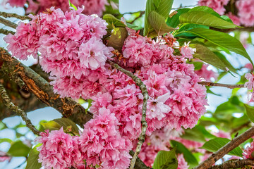 Macro shot of pink blossoms of a Japanese cherry tree in the sunlight.