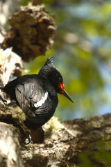 El Chalten, Patagonia, Argentina