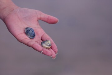 Coquillage mer comestible main de femme