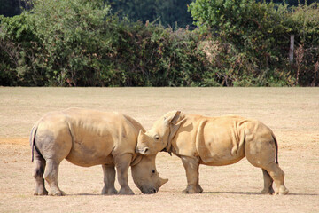 Fototapeta premium white rhinoceros in a zoo in france