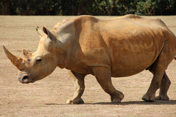 Fototapeta premium white rhinoceros in a zoo in france
