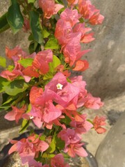 Orange Bougainvillea Flower