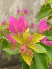 Pink Bougainvillea Flowers