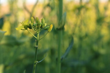 Rapeseed field, sunny day, cloudy sky.