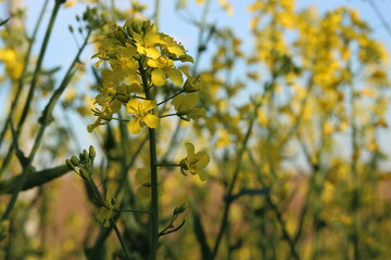 Rapeseed field, sunny day, cloudy sky.