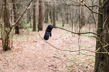 Lost mitten weighs on a branch in the spring forest