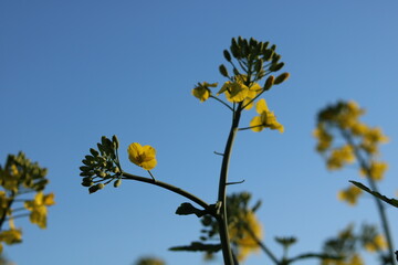 Rapeseed field, sunny day, cloudy sky.