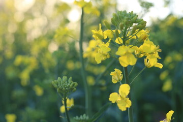 Fototapeta premium Rapeseed field, sunny day, cloudy sky.