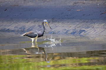 Heron searching in water