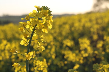 Obraz premium Rapeseed field, sunny day, cloudy sky.