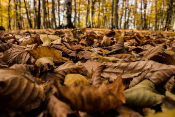 autumn in the forest