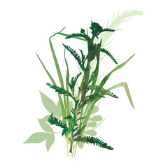 bouquet of wild herbs