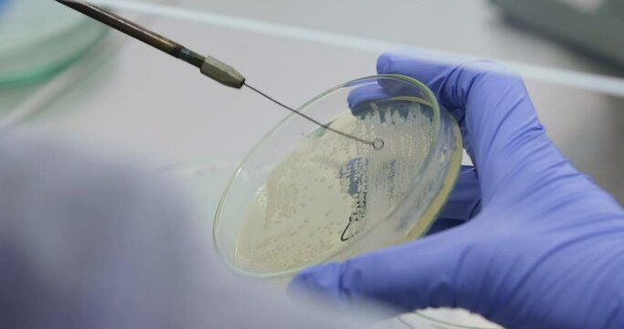 The scientist transfers the bacterial colonies from one Petri dish to another with a microbiological loop, conducting an experiment in the laboratory.