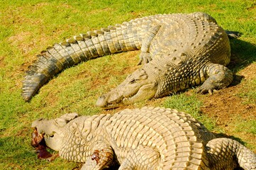 Lunch time for the crocs