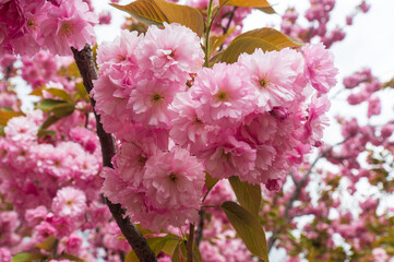 Blossoming orchard in the spring. Blooming sweet Cherry Blossom or Sakura orchard tree on blue sky background. Spring background. Spring orchard